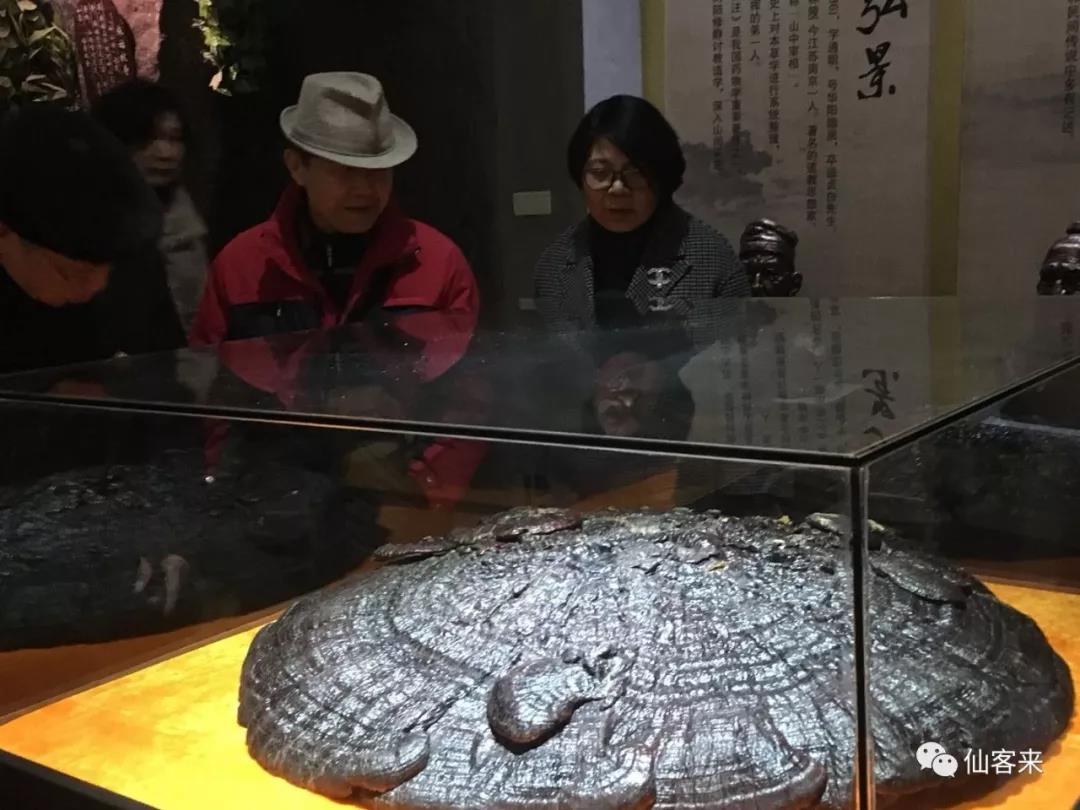 中國(guó)靈芝十大品牌|仙客來靈芝|仙客來靈芝破壁孢子粉|仙客來孢子油|仙客來靈芝飲片|仙客來破壁孢子粉|仙客來靈芝中藥飲片|馳名商標(biāo)|www.channel2.com.cn|