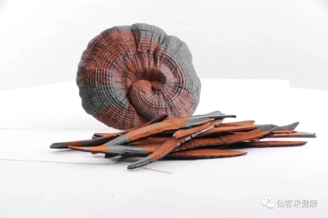 中國靈芝十大品牌|仙客來靈芝|仙客來靈芝破壁孢子粉|仙客來孢子油|仙客來靈芝飲片|仙客來破壁孢子粉|仙客來靈芝中藥飲片|馳名商標|www.channel2.com.cn|