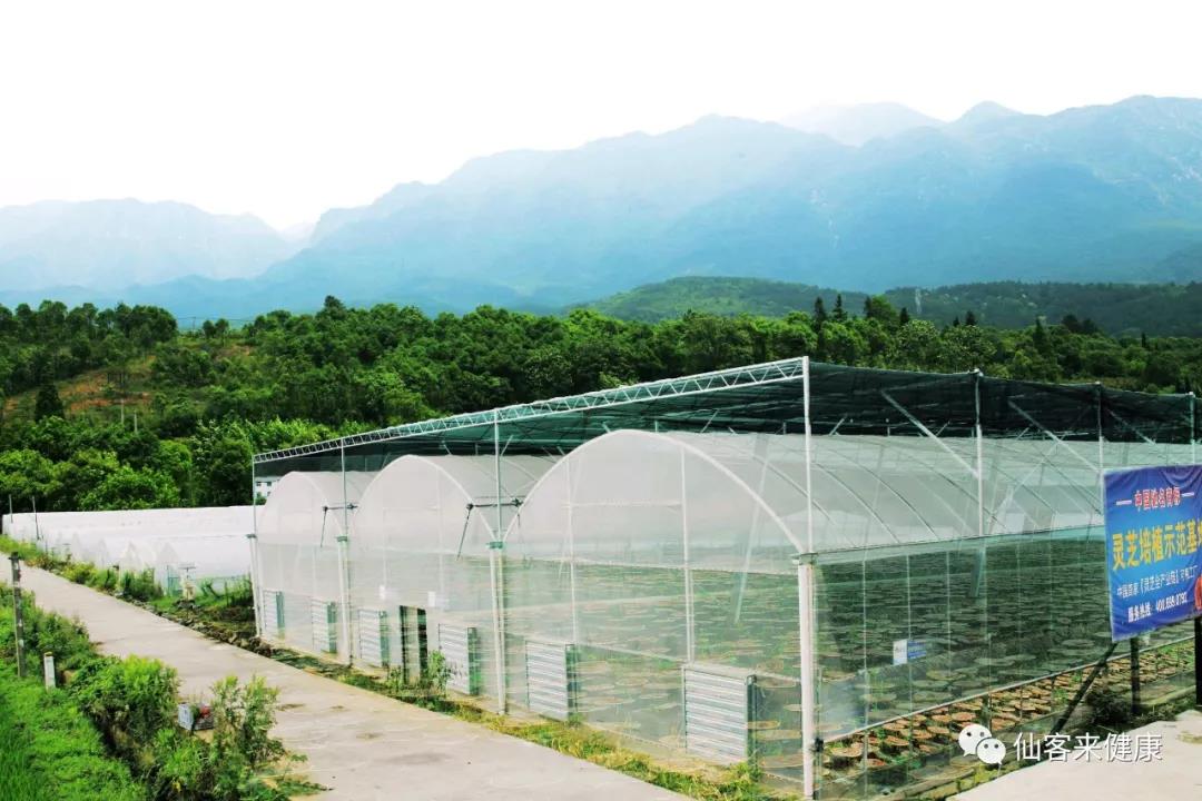 中國靈芝十大品牌|仙客來靈芝|仙客來靈芝破壁孢子粉|仙客來孢子油|仙客來靈芝飲片|仙客來破壁孢子粉|仙客來靈芝中藥飲片|馳名商標|www.channel2.com.cn|