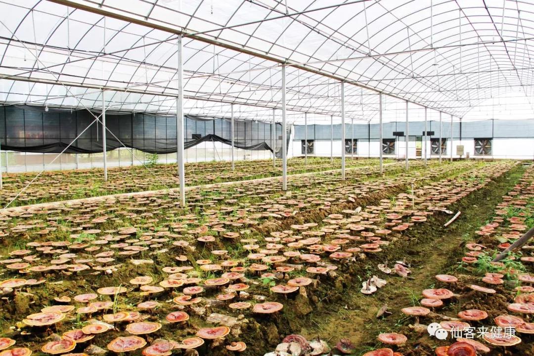 中國靈芝十大品牌|仙客來靈芝|仙客來靈芝破壁孢子粉|仙客來孢子油|仙客來靈芝飲片|仙客來破壁孢子粉|仙客來靈芝中藥飲片|馳名商標|www.channel2.com.cn|