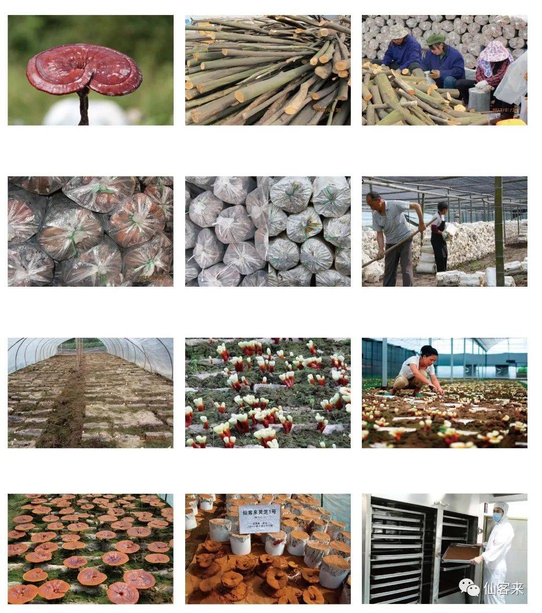 中國靈芝十大品牌|仙客來靈芝|仙客來靈芝破壁孢子粉|仙客來孢子油|仙客來靈芝飲片|仙客來破壁孢子粉|仙客來靈芝中藥飲片|馳名商標(biāo)|www.channel2.com.cn|