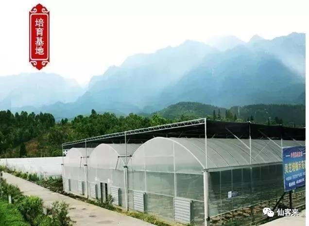 中國靈芝十大品牌|仙客來靈芝|仙客來靈芝破壁孢子粉|仙客來孢子油|仙客來靈芝飲片|仙客來破壁孢子粉|仙客來靈芝中藥飲片|馳名商標|www.channel2.com.cn|